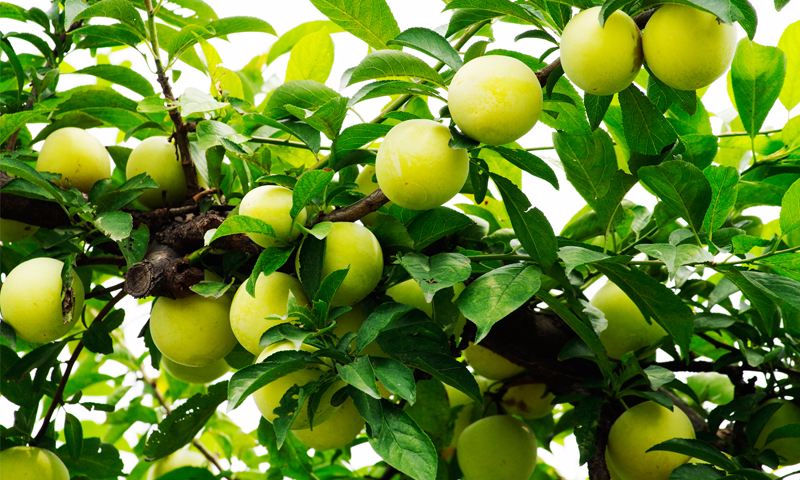 九游官网案例展示六